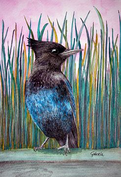 Blauwe gaai vogel met roze lucht van Gabriela Brakenhoff
