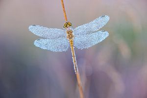 Libelle im Morgennebel von Sjon de Mol