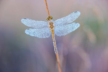 dragonfly in the morning mist
