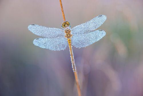 Libelle im Morgennebel