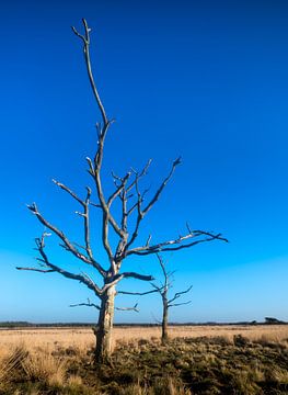 Groote Heide 6 van Deshamer