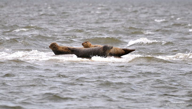 Zeerobben op een zandbank by Elly Michiels-Fleuren