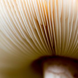 Mushroom aus nächster Nähe . von Sander Maas
