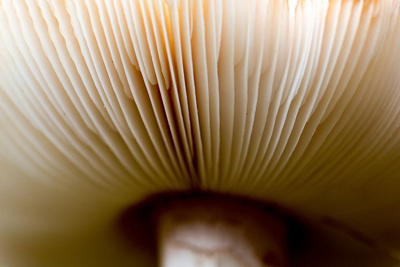 Mushroom from very close. by Sander Maas