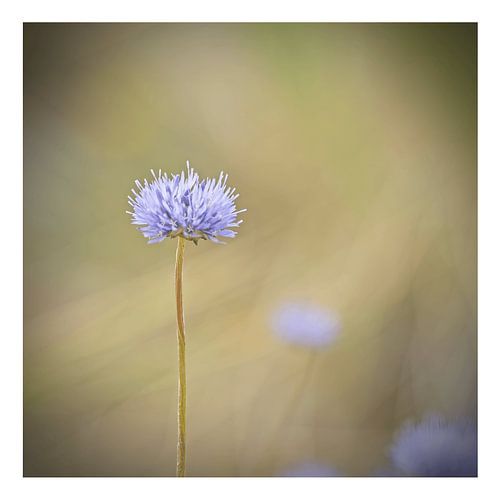 Sandpiper by Albert Wester Terschelling Photography