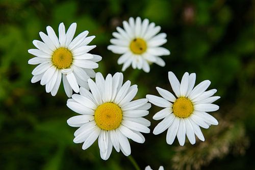Four wild daisys