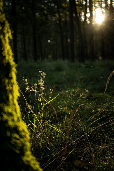Morning light in the forest by Jan