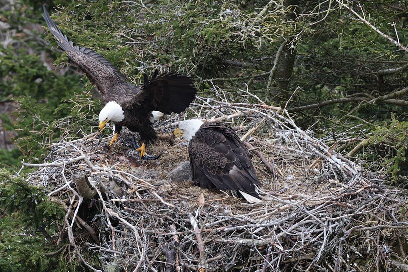 Volwassen zeearend met kuiken in een nest in een boom Newfoundland Canada van Frank Fichtmüller