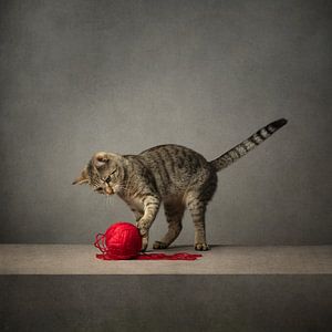 Serie Katzenverhalten - Katze spielt mit Garn