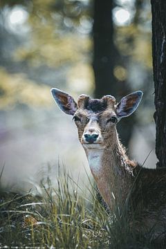 Fallow deer in the grass