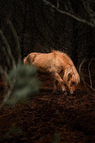 Paard Verborgen in een Mystiek Bos
