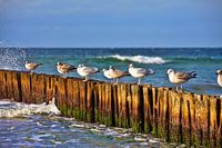 Seagulls on groynes