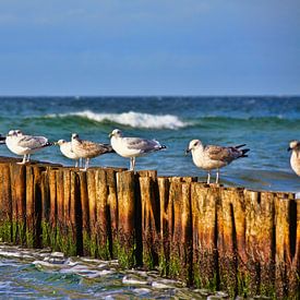Seagulls on groynes by Photo Art Thomas Klee