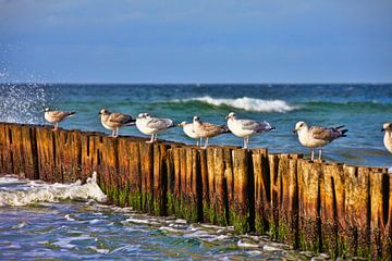 Seagulls on groynes van PhotoArt Thomas Klee