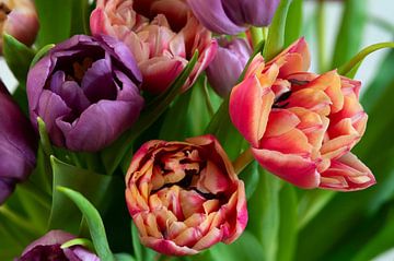 Vieilles tulipes violettes et roses jaunes