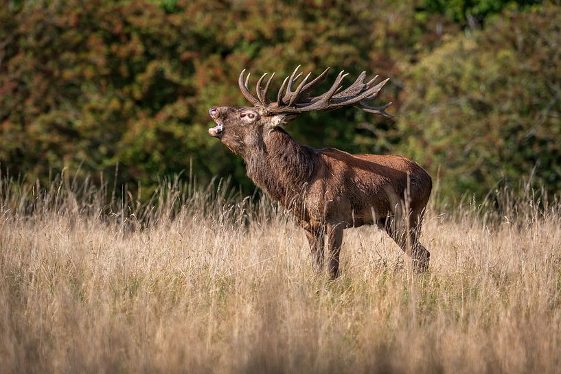 cerf élaphe en train de bramer par Andy van der Steen - Fotografie