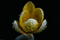 Stilleben eines Krokus