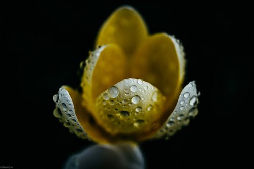 Stilleven van een Krokus