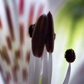 Close-up van een bloem, fine-art met natuurlijke abstracte vormen