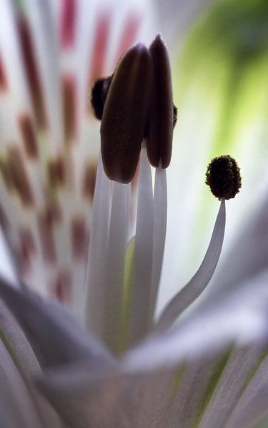 Gros plan d'une fleur, fine-art avec des formes naturelles abstraites par Saranda in 't Veld Fotografie