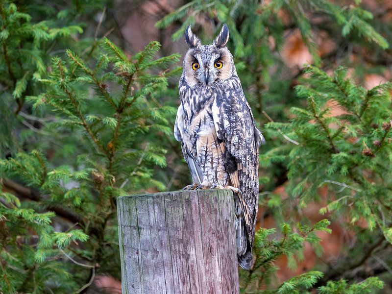 Long-eared owl on a trunk by Teresa Bauer