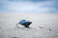 schelp op schiermonnikoog van Karijn | Fine art Natuur en Reis Fotografie thumbnail