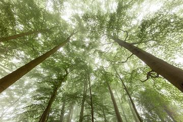 Beech trees in the fog. by Frans Lemmens