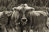 Milka cow