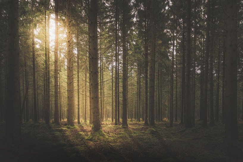 Ochtend in het bos van Willi Schubert