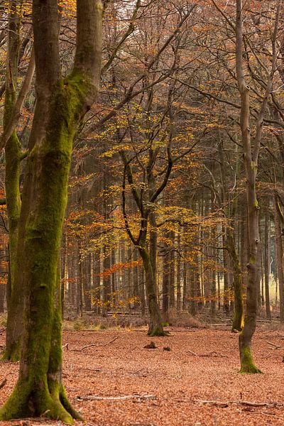 Herbstwald von André Dorst