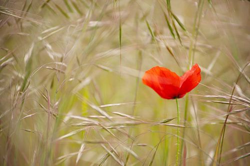 Summer poppy - the quiet beauty of nature