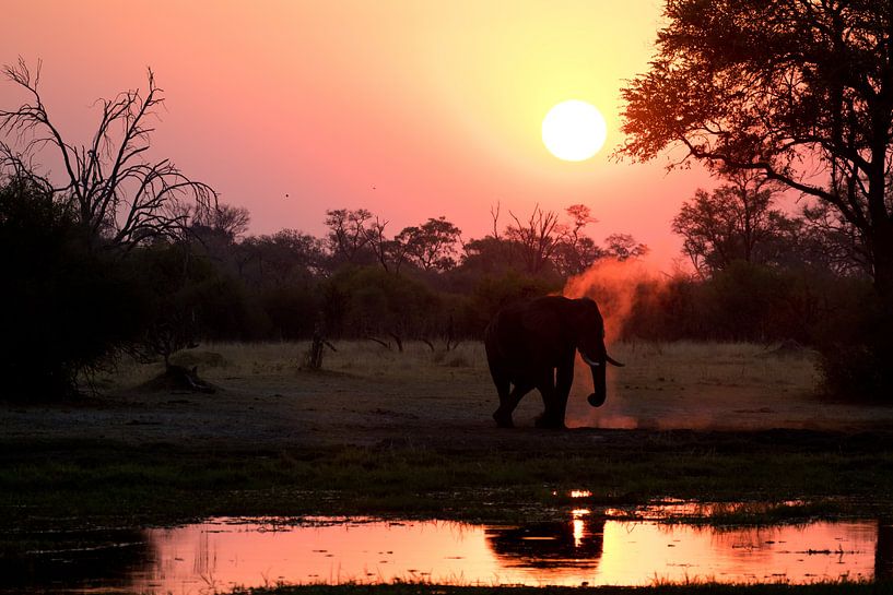 Elephant at sunset by Simone Meijer