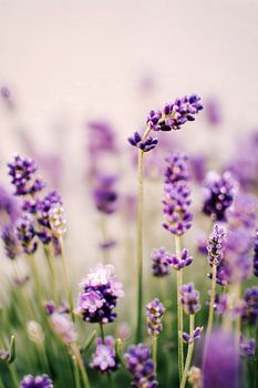 Lavender | Summer close-up