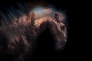 Cheval frison (cheval de la lande noire) sur Kim van Beveren