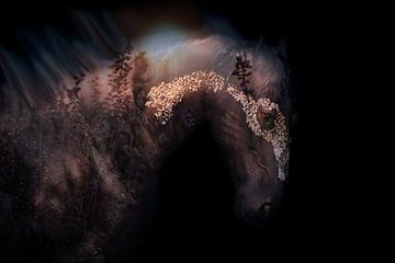 Friesisches Pferd (Schwarzes Heidepferd) von Kim van Beveren