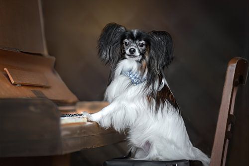 The pianist