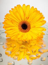 Yellow - orange Gerbera with mirror drops by Marjolijn van den Berg