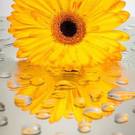 Gelb-orange Gerbera mit Spiegeltropfen von Marjolijn van den Berg