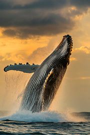 Walvissen springen van Poster Art Shop