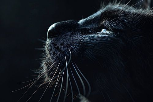 Zwarte kat in het schaduwspel