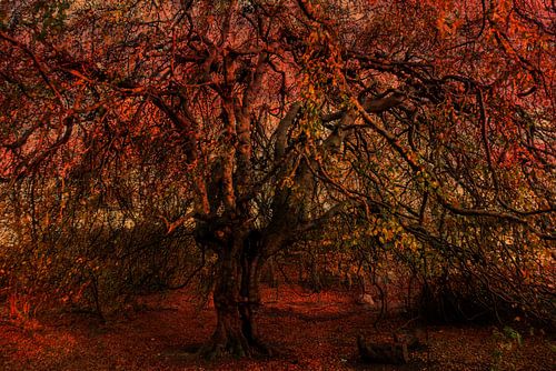 Meervoudige belichting boomstam met kale takken