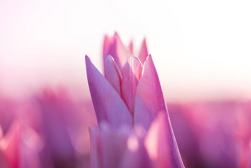 Tulpen aus dem Norden, Garsthuizen von Ronnie Schuringa