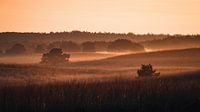 Nebliger Morgen in der Heidelandschaft