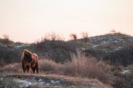 Wisents in Dünen auf der Kraansvlak von Süd-Kennemerland von Jeroen Stel