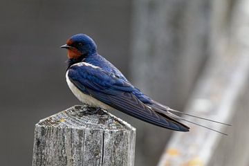 Barn Swallow by Ostfriesenfotografie