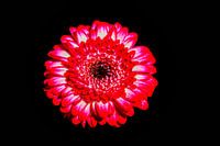Bloem op zwarte achtergrond