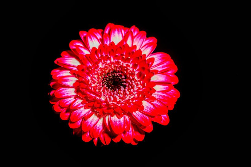 Bloem op zwarte achtergrond by Liberty Biesma