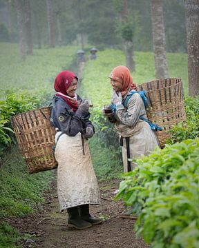 Lächelnde Frauen auf den Teefeldern von Wonosobo