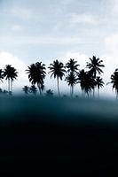 YOU COME FROM NO COCONUT TREE