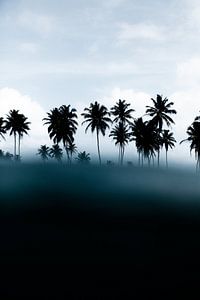 YOU COME FROM NO COCONUT TREE by STUDIO MELCHIOR